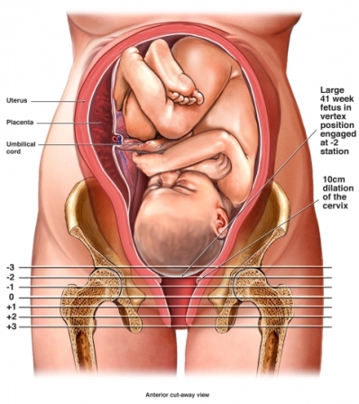 birth canal2
